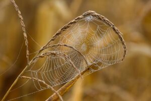 Web会議での英語接続トラブルに対する効果的な対策は？