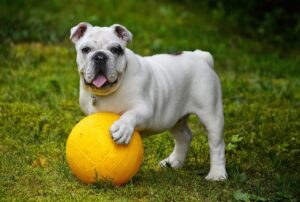 ビジネス英語アプリの口コミは本当に役立つ？選び方のポイントを徹底解説！